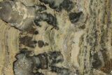 Polished Proterozoic Stromatolite (Yelma) Slab - Australia #239986-1